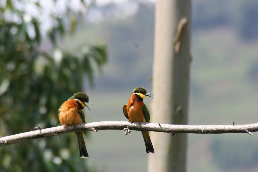 Amasiko Homestay Lake Bunyonyi Kabale Eksteriør billede
