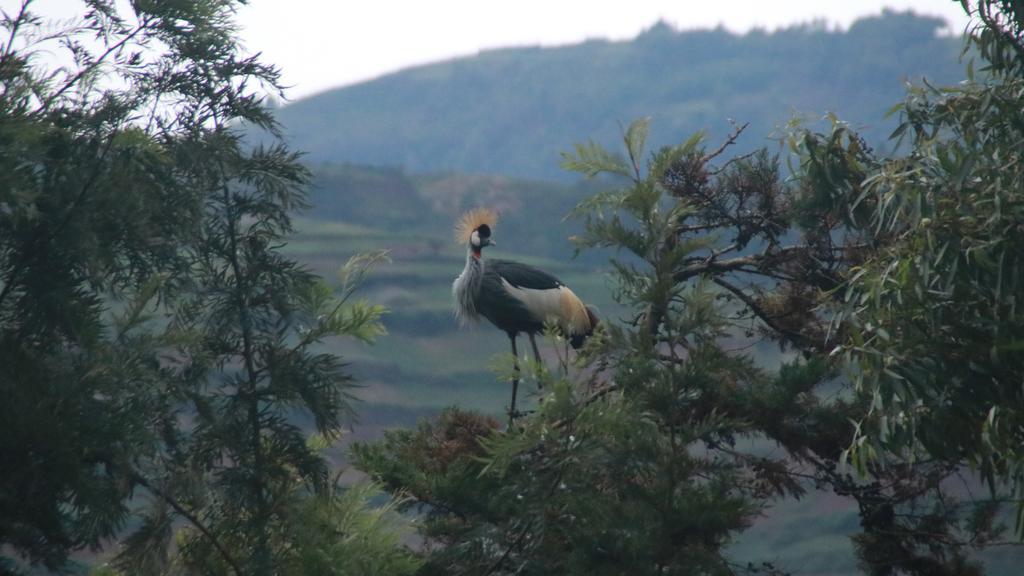 Amasiko Homestay Lake Bunyonyi Kabale Eksteriør billede